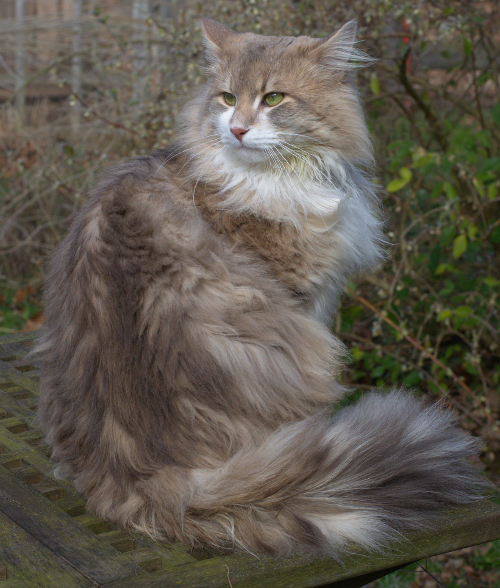 Unser norwegischer Waldkater Chiko mit 8 Monaten